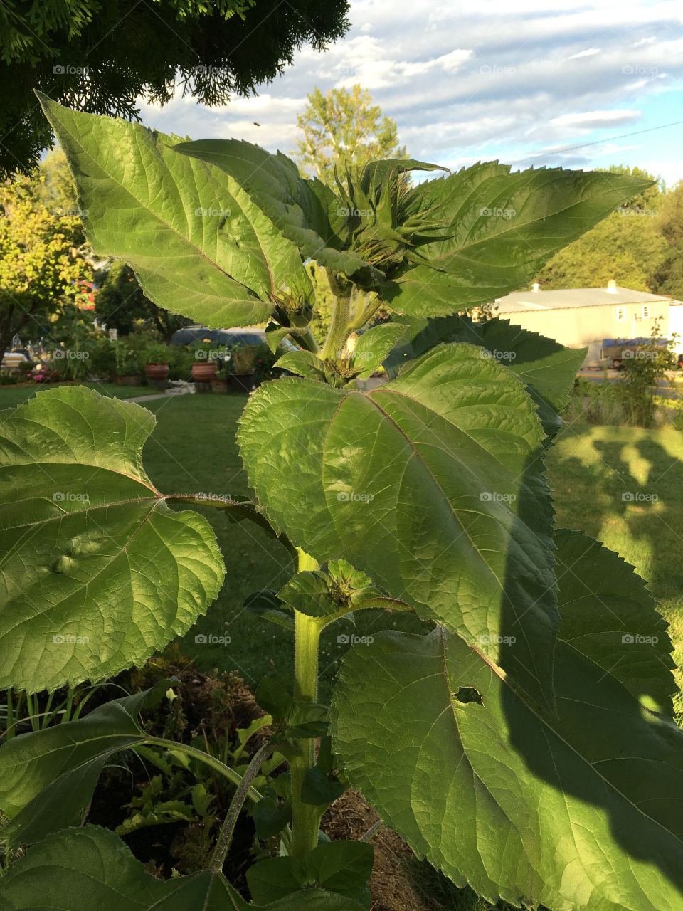 Leaves of Sunflower