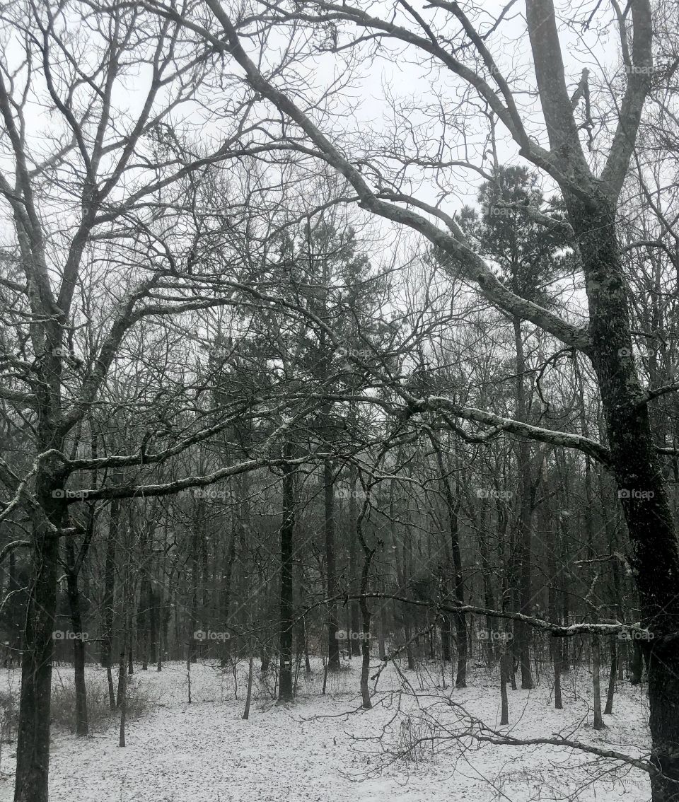 High angle view of bare trees in forest during light snowfall 