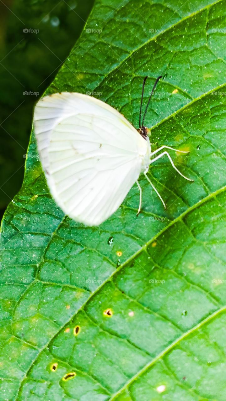 White Butterfly