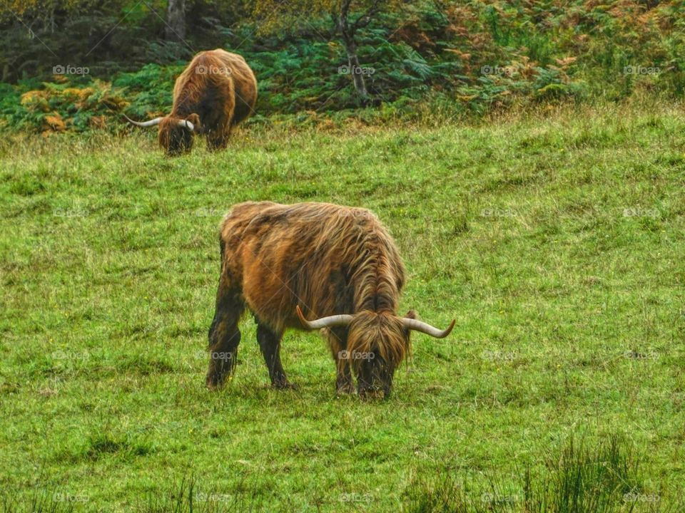 Found photo from my last trip home of highland cows 