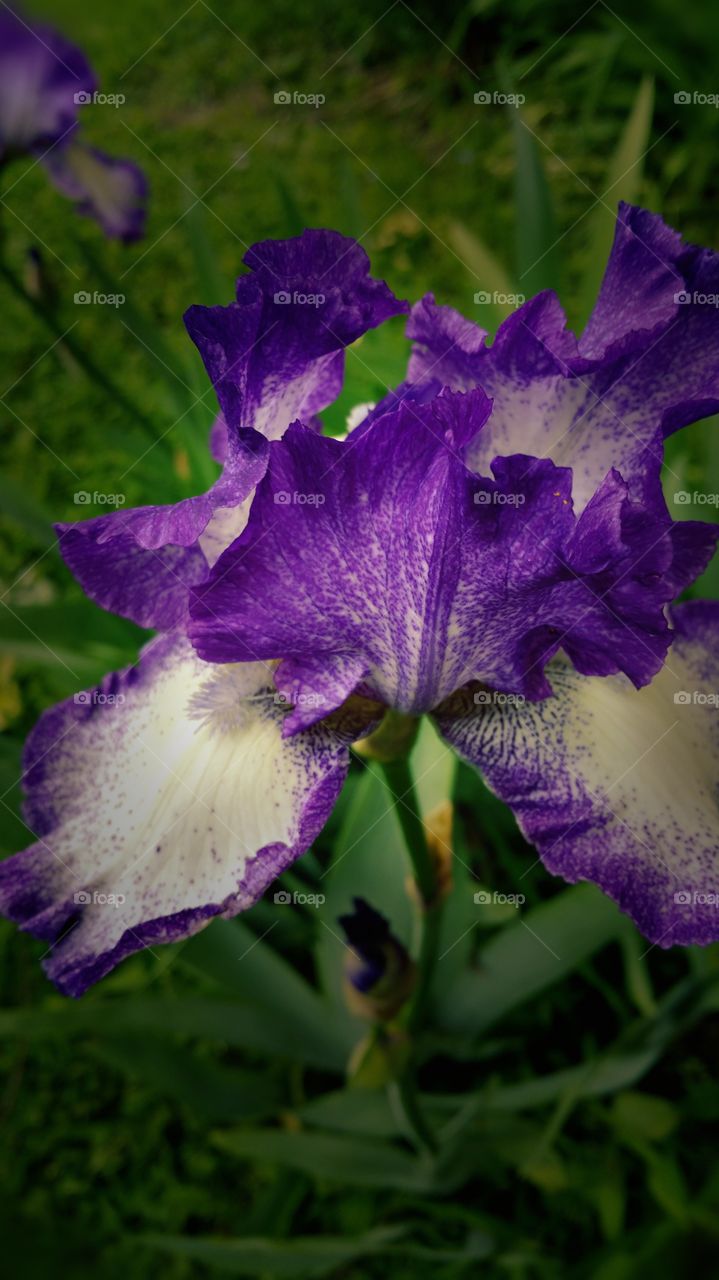 spring time. purple iris