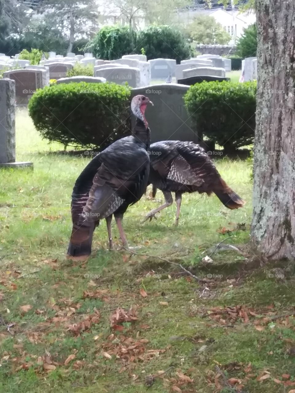 Turkey cemetery wildlife