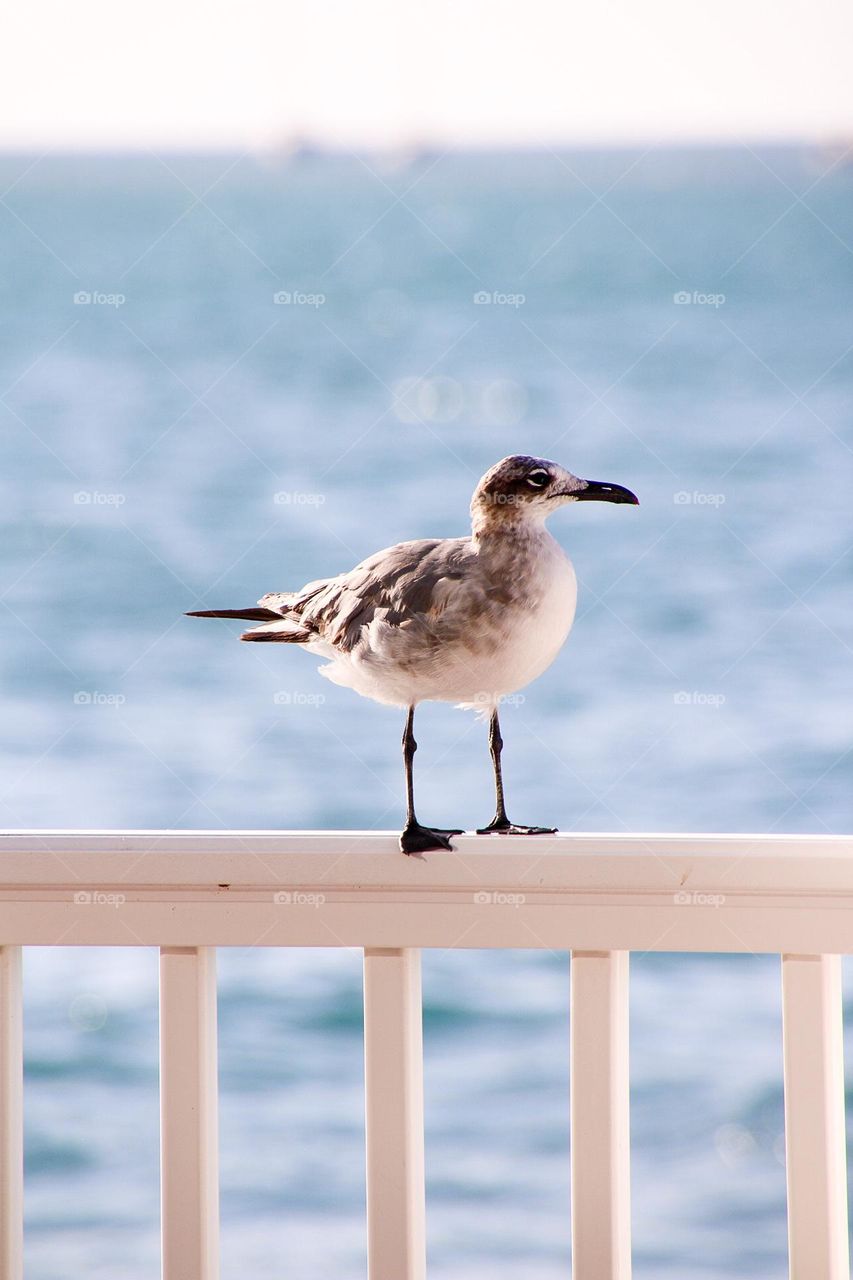 Seagull 