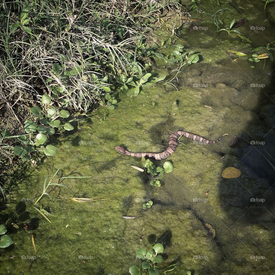 Water Snake. Texas snake swimming in the San Marcos River