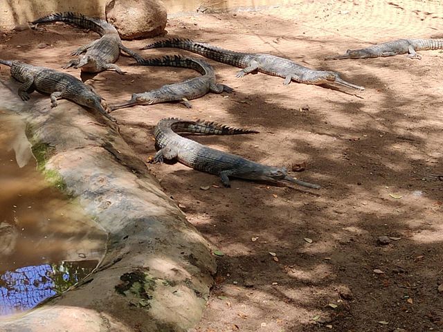 crocodile