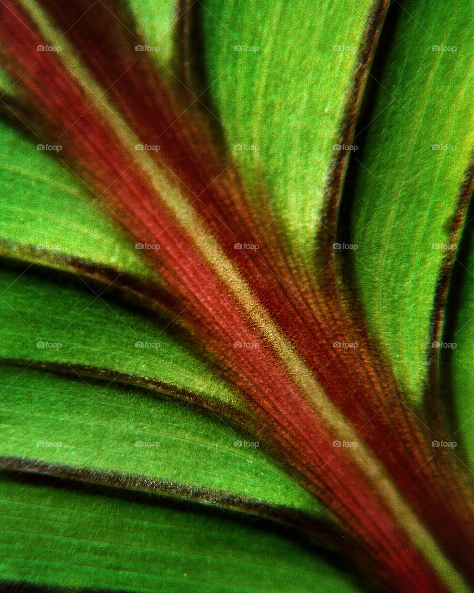 Leaf texture