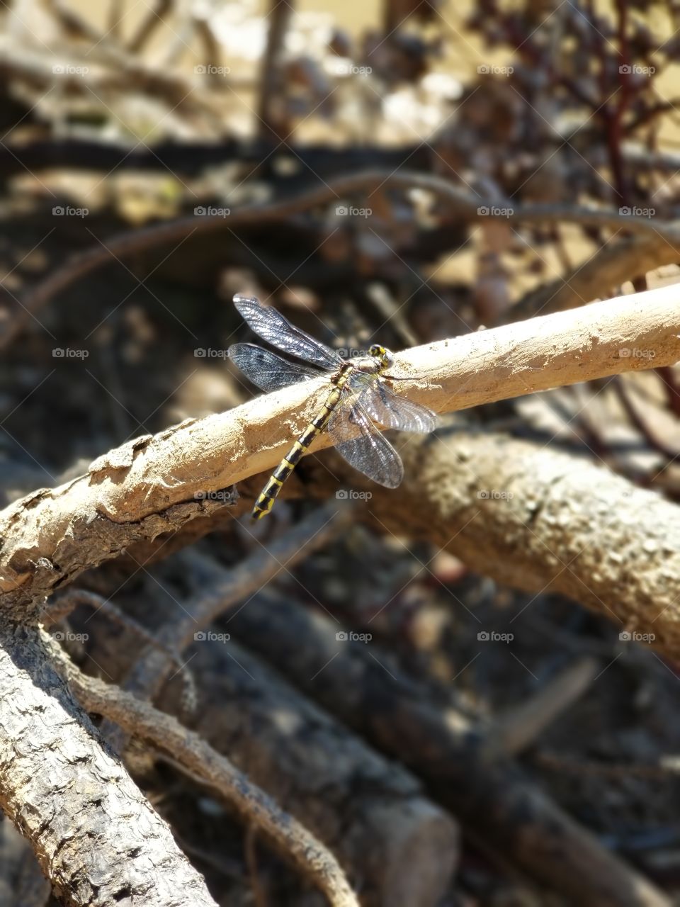 Dragonfly on stick
