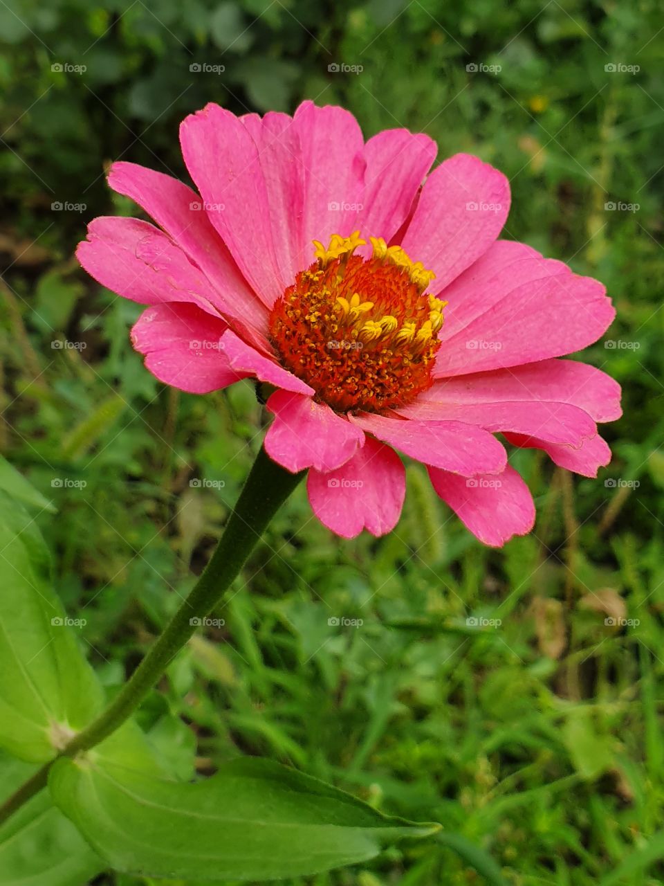 pink flower in the garden closeup