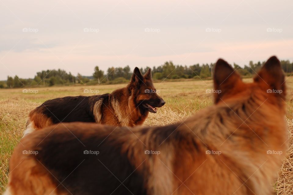 German Shepherd