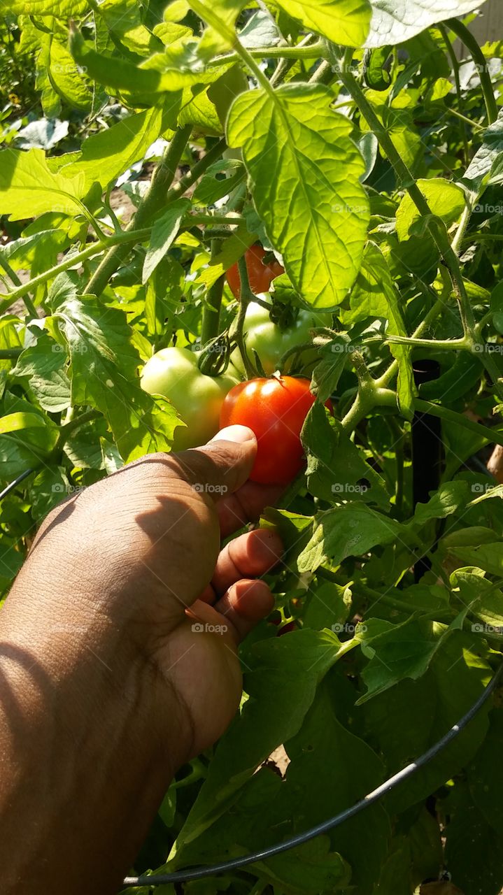 red and green tomato
