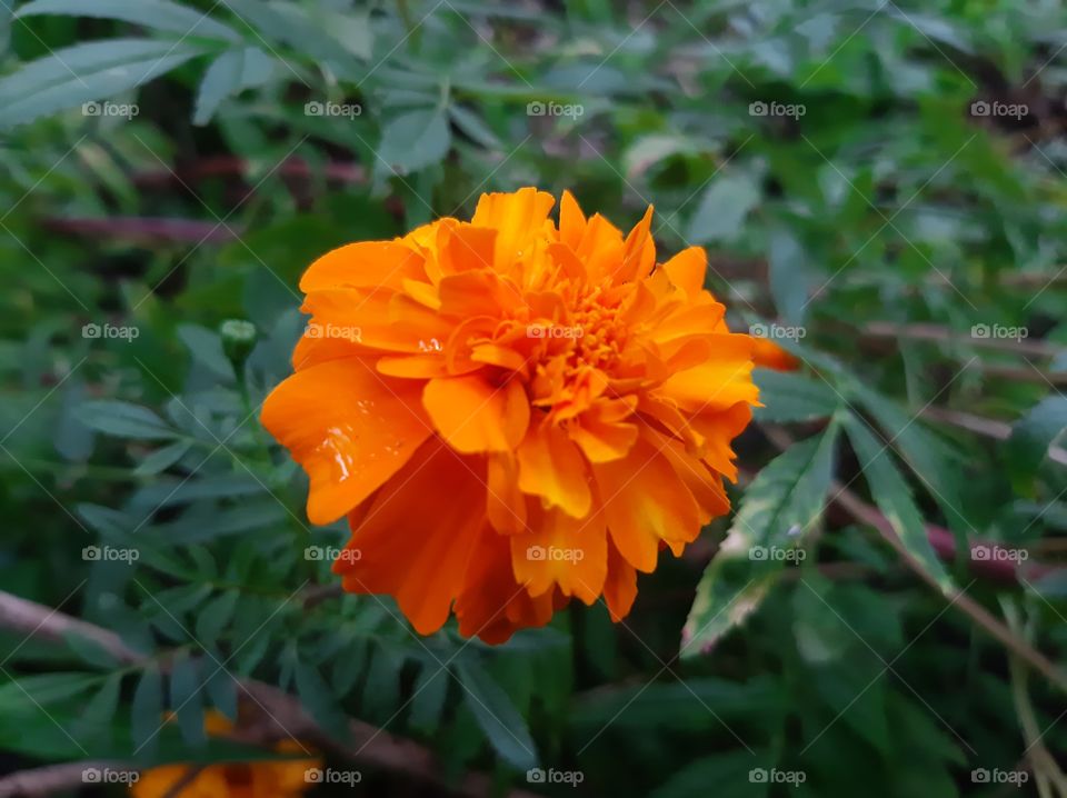 This is a one of beautiful flowers in my garden. Scientific name Tagetes, Higher classification: Daisy family, Rank: Genus