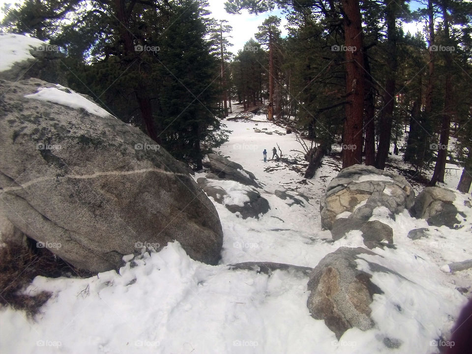 Snowy forest