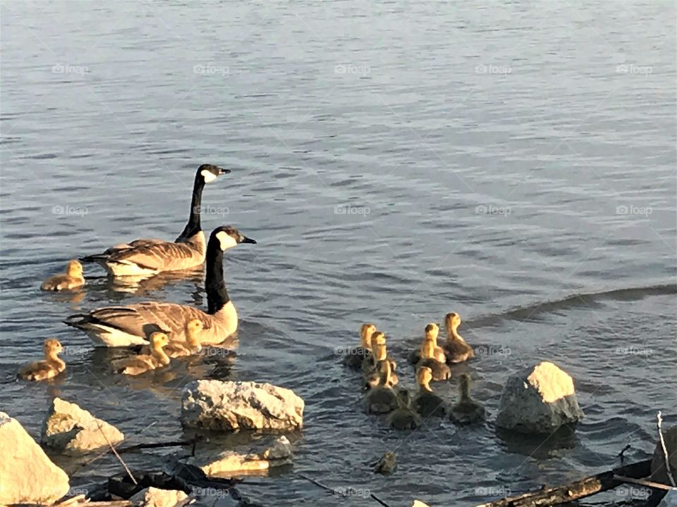 Goose family outing