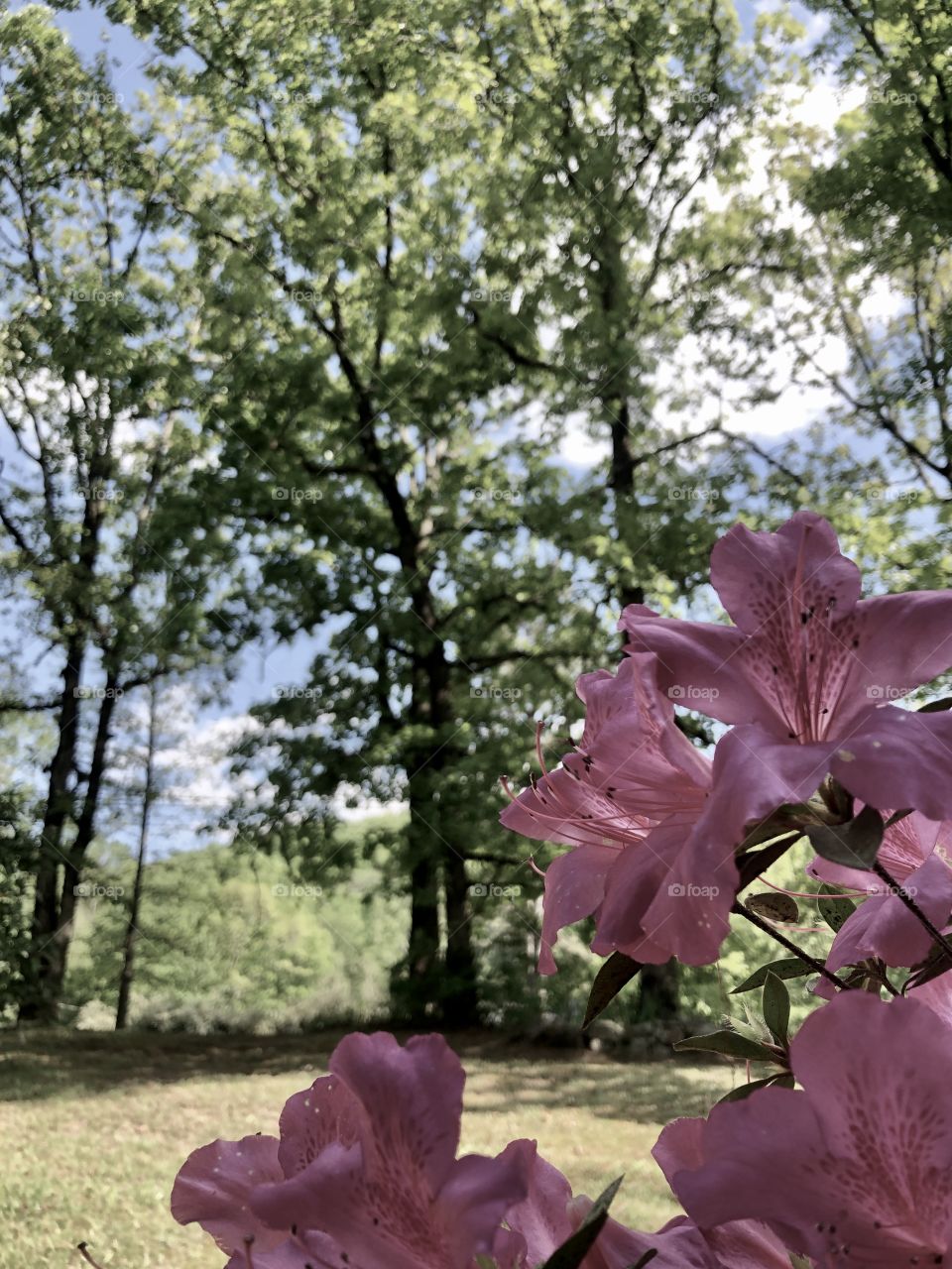 Soft springtime view