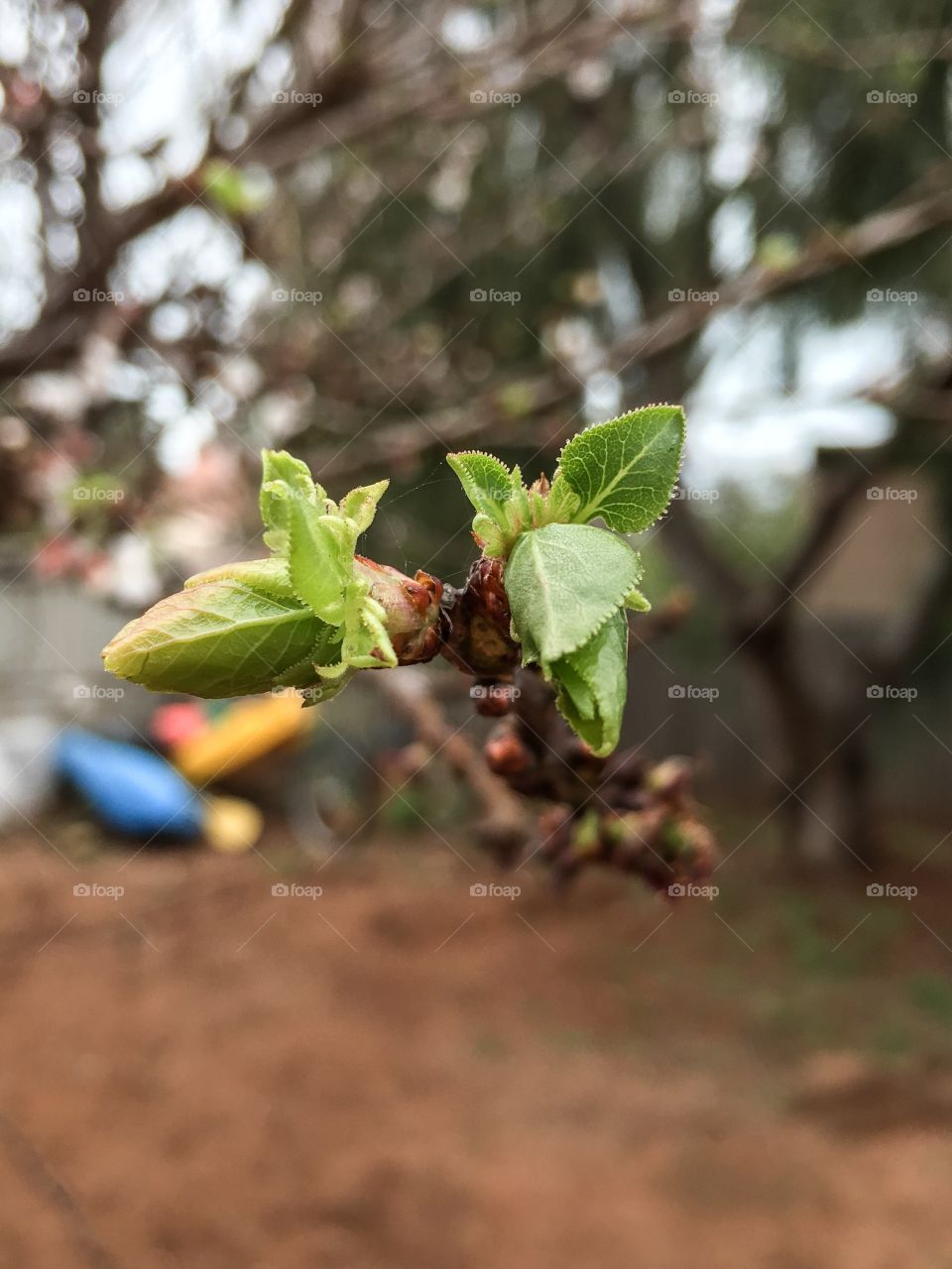 Closeup view leaves sprouting on nectarine tree