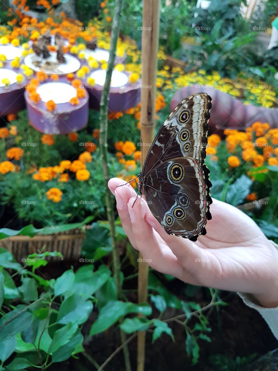 Butterfly Garden , beautiful creation