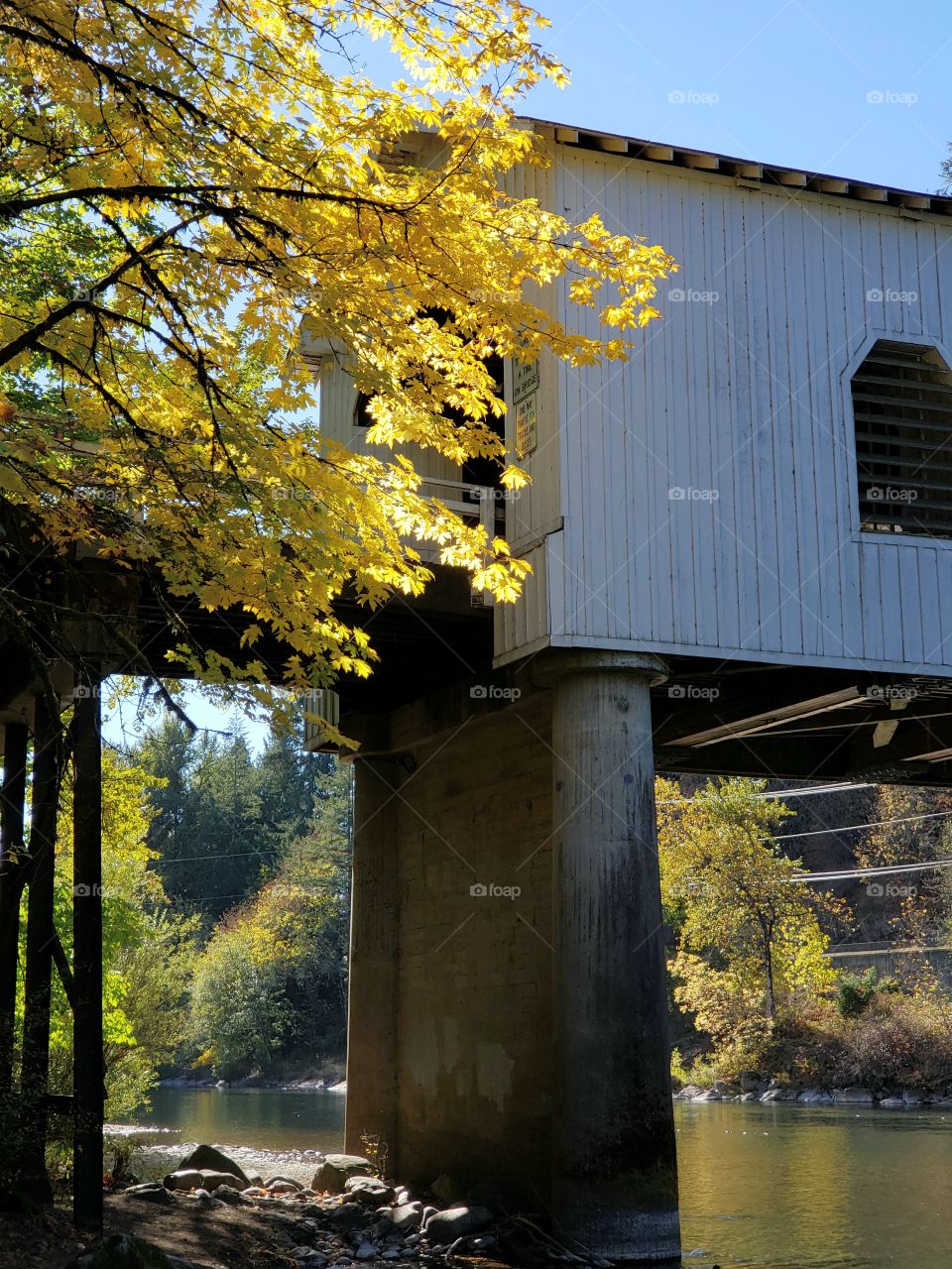 Golden leaves of a tree in its vibrant fall colors at the edge of an old wooden covered bridge above the Mckenzie River in Western Oregon on a sunny autumn day