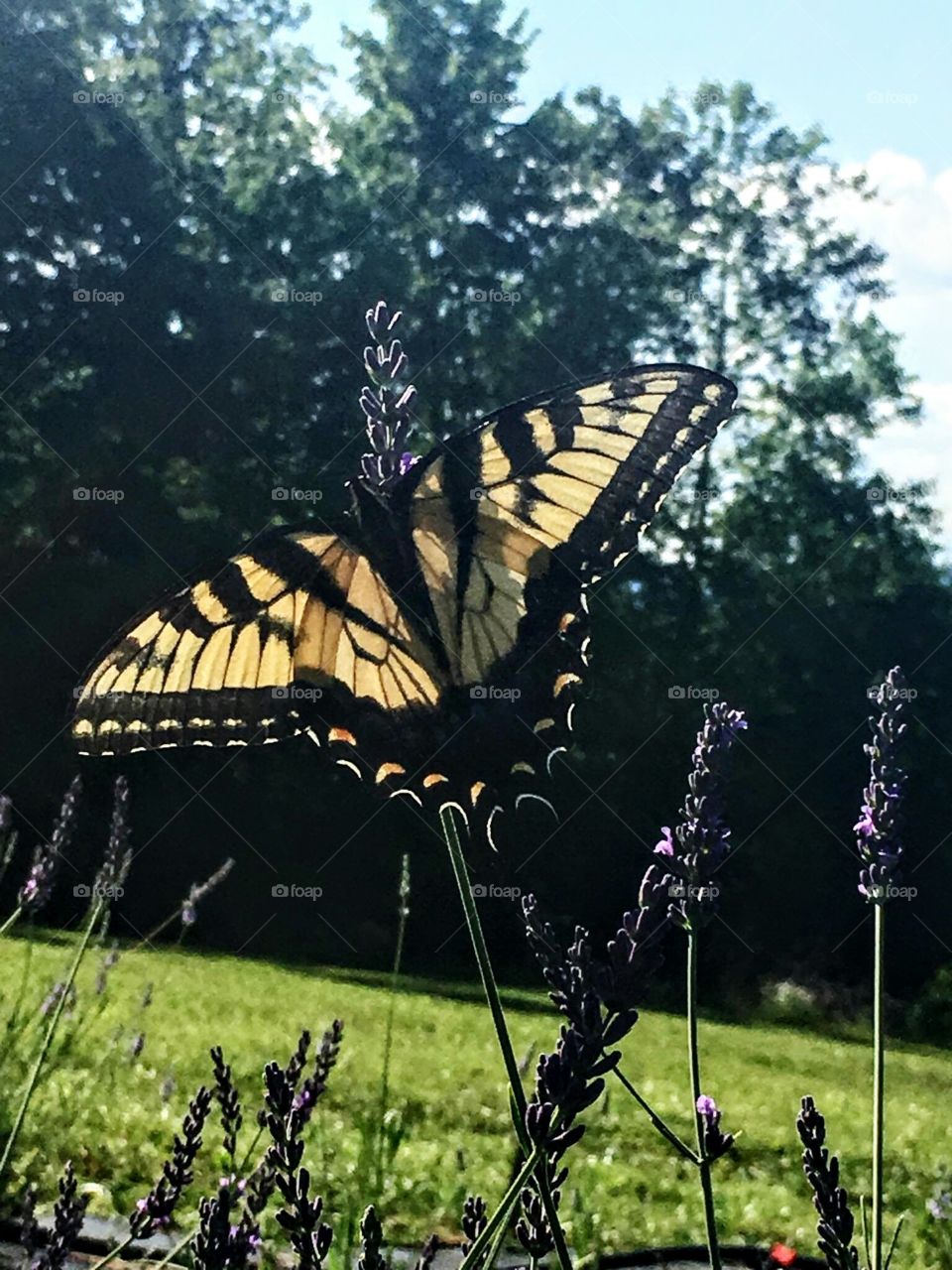 Butterfly and Lavender