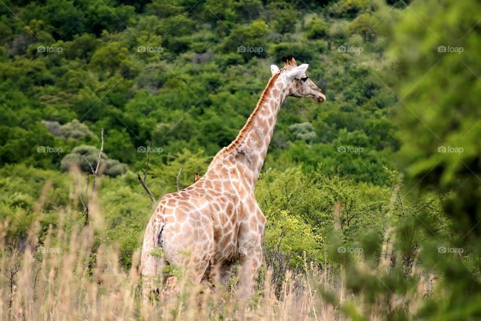 a Bird taking a ride on a giraffe in Pilanesberg National Park, South Africa