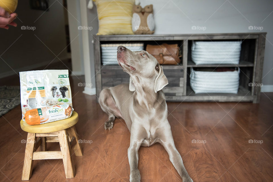 Weimaraner dog laying on the floor and waiting for food