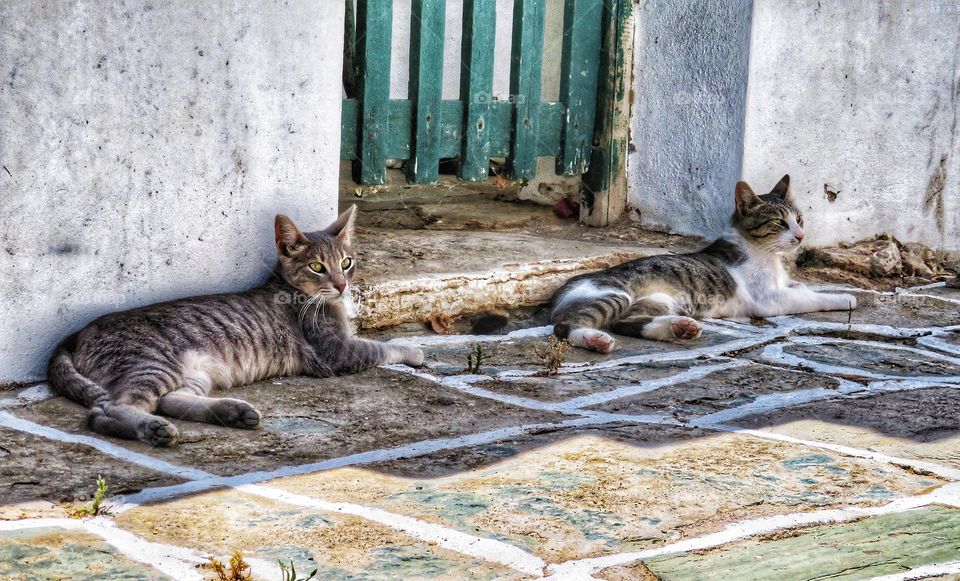 Greek cats Folegandros Greece