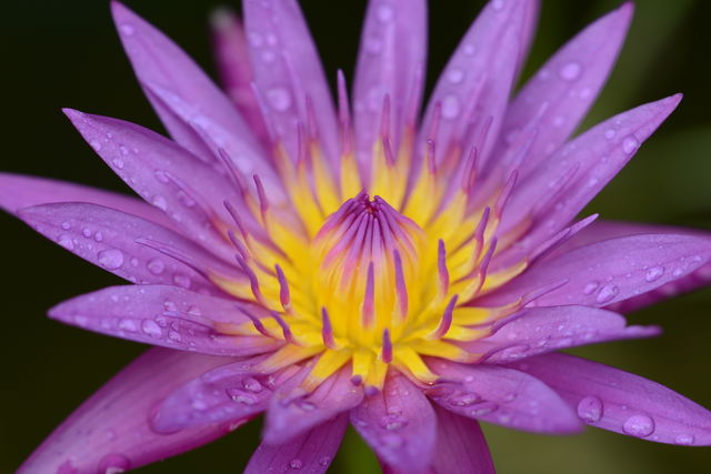 Close up purple lotus flower at a park 