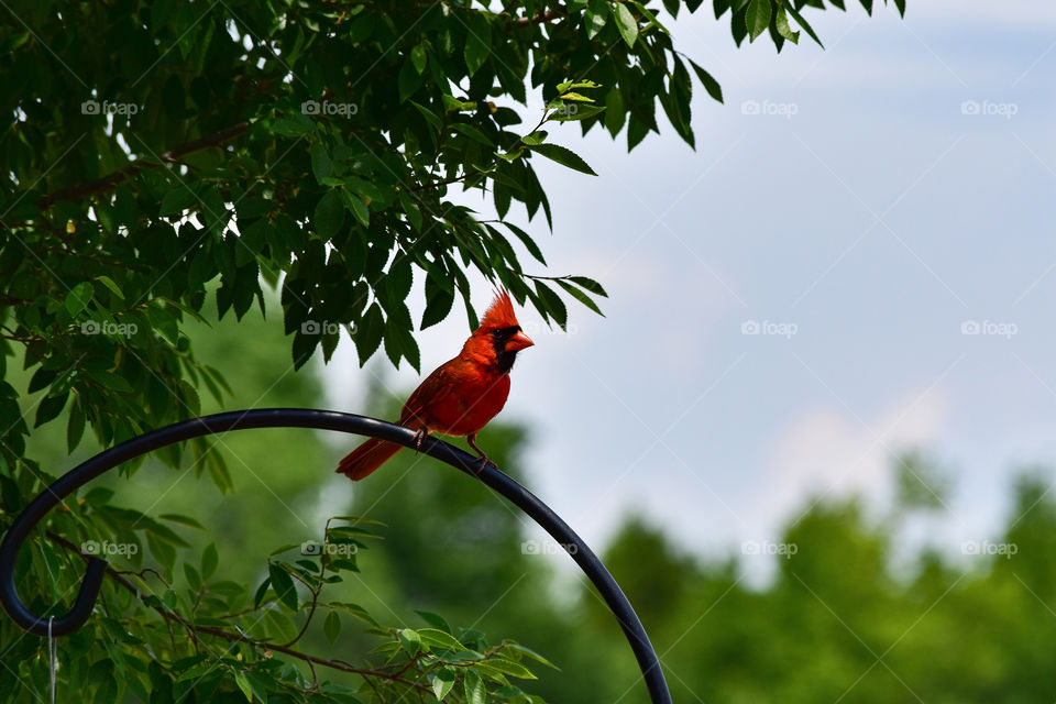 beautiful red bird