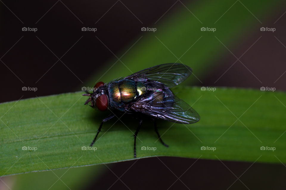 House fly on green grass, in search of food.