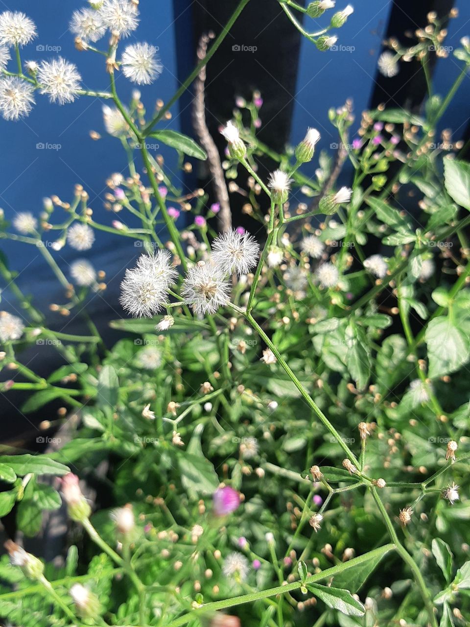 Close up the white color of beautiful ageratum conyzoides flower surrounded by green leaves in the garden