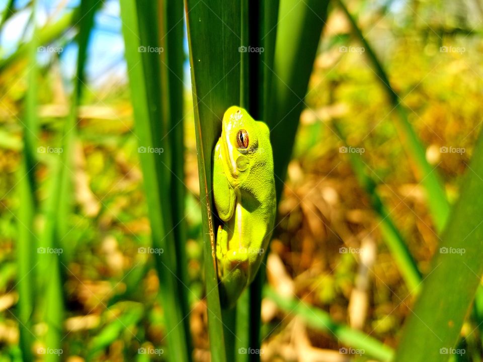 feeling hoppy