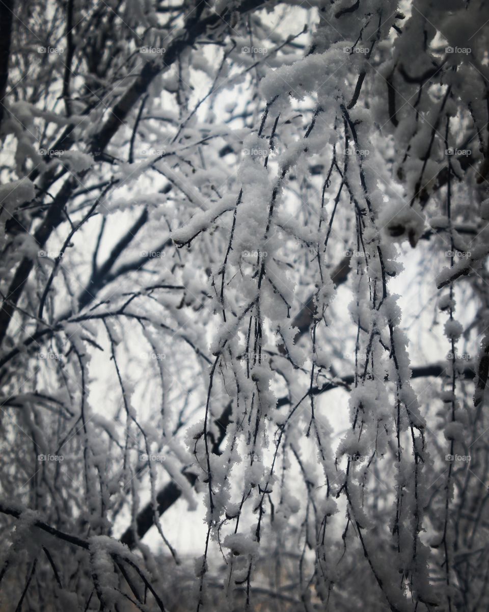 Winter trees. Snowy day