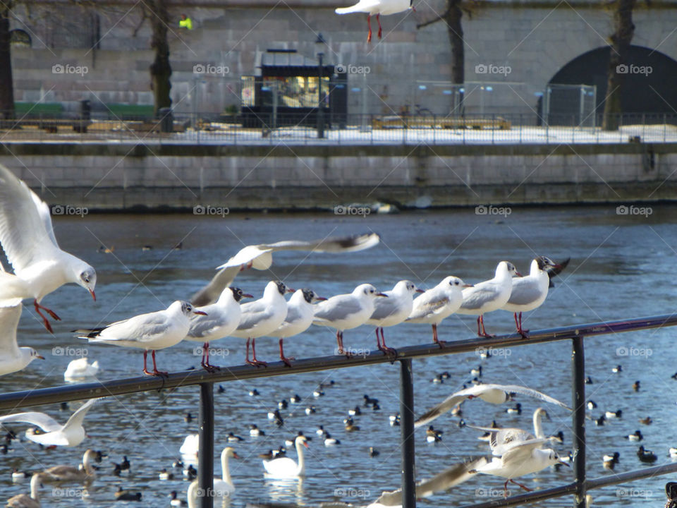 Fåglar på rad. Bords on a row
