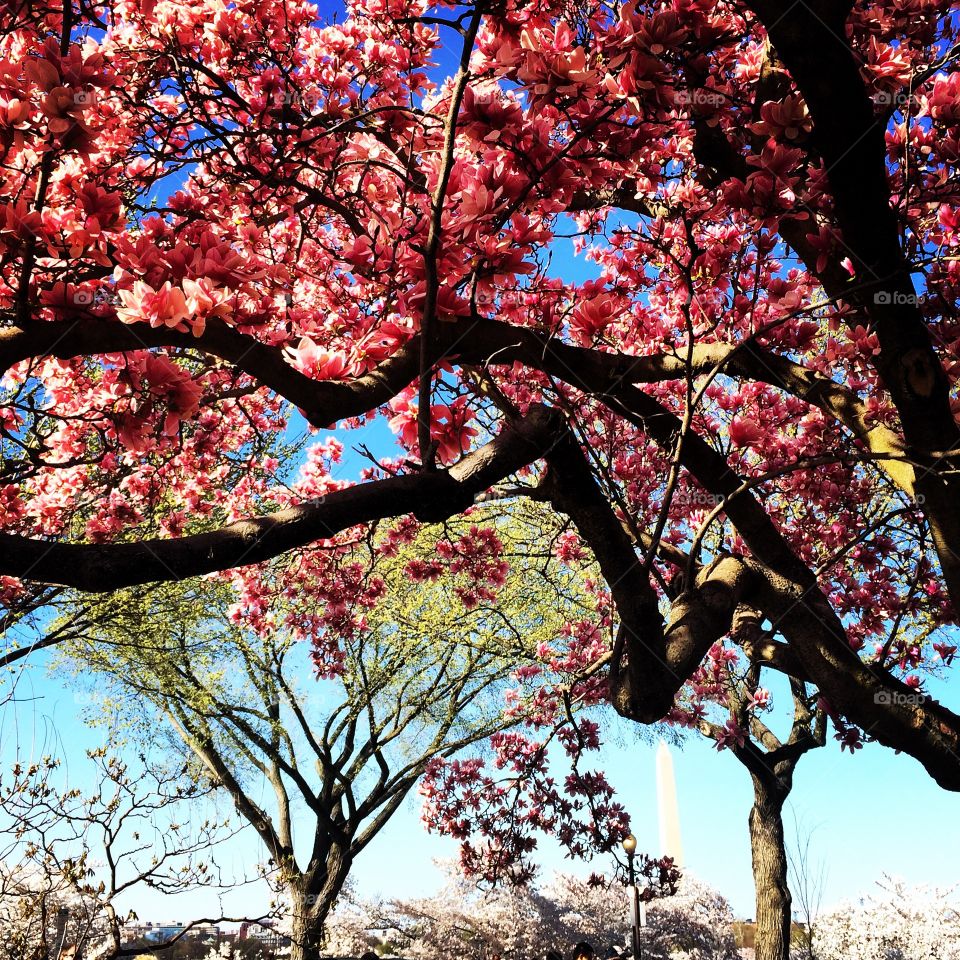 Spring in bloom - Washington DC . Magnolia tree with backdrop of cherry blossoms and Washington monument