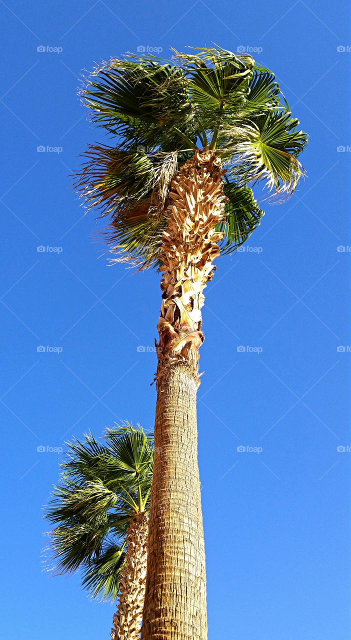 Windblown Palms