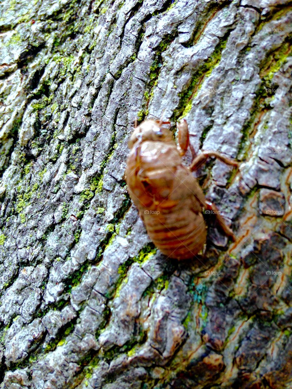 Cicada Bug