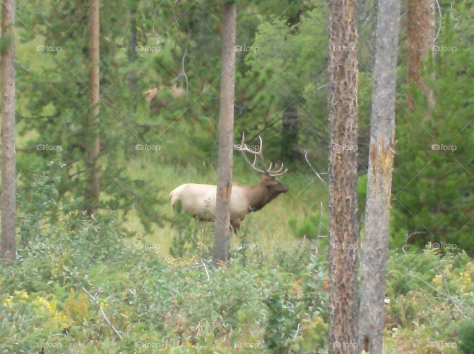 Bull Elk