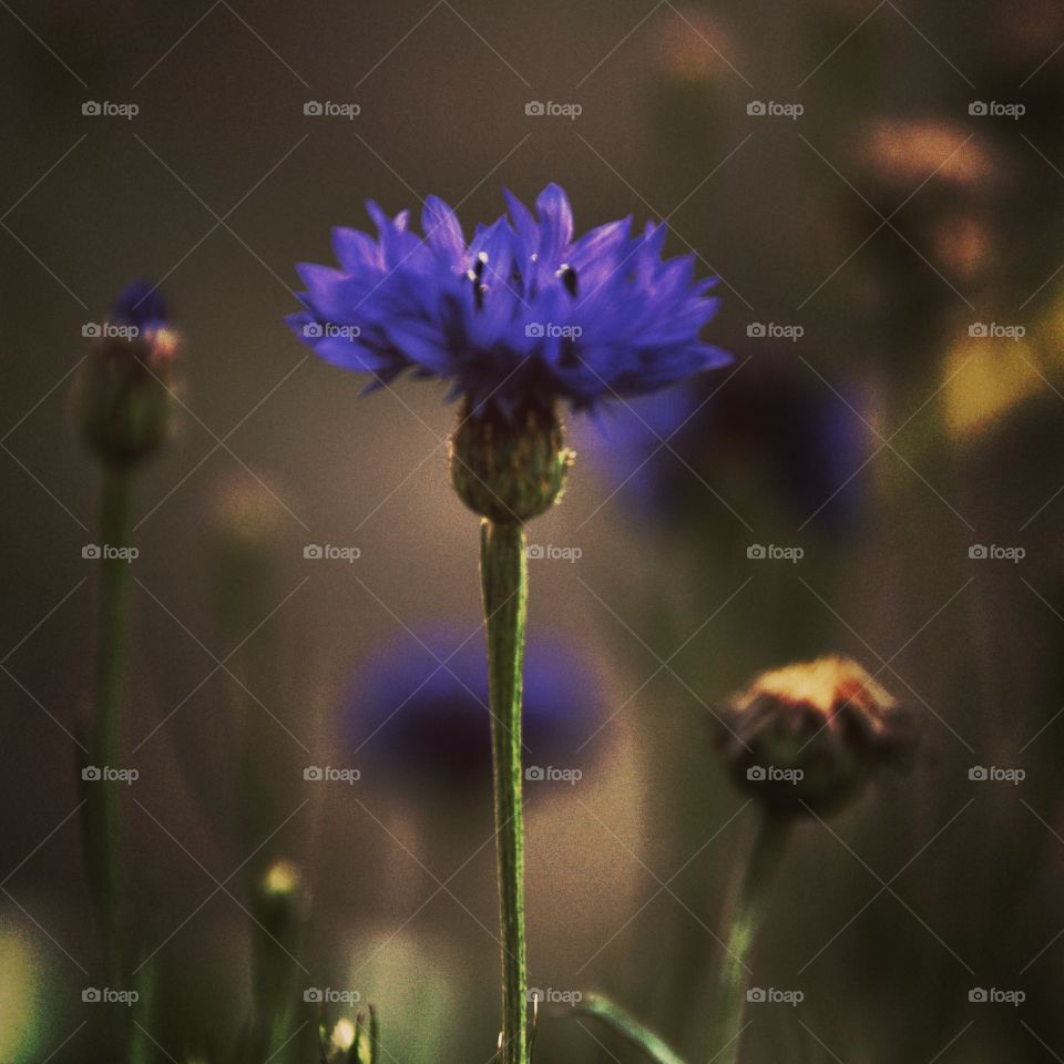 cornflower