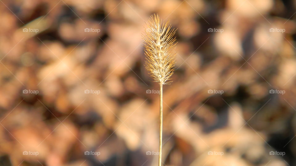 Beautiful close-up of a weed in my yard.