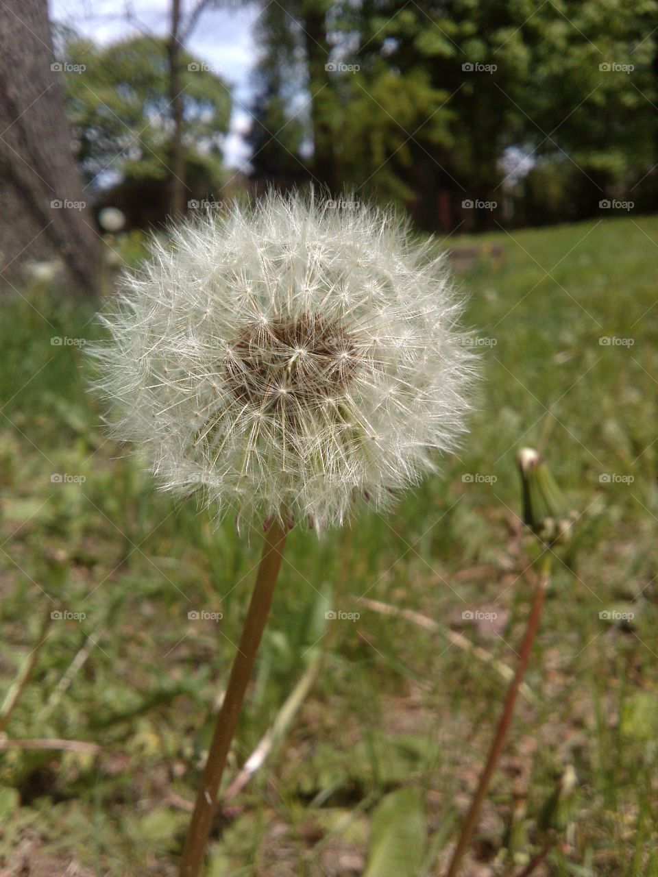 Dandelion. ready for sowing