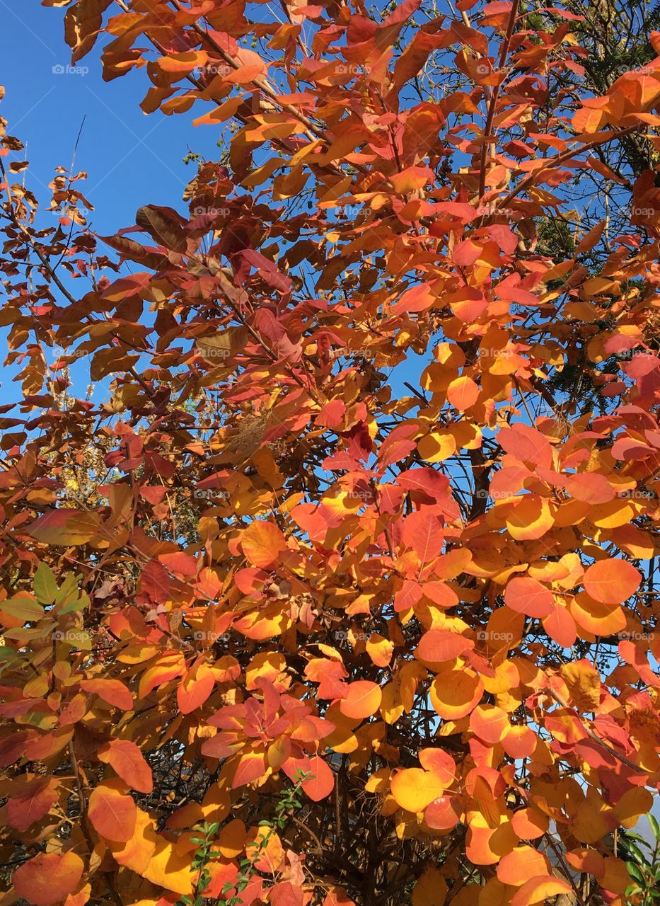 Great colors with autumnal leaves