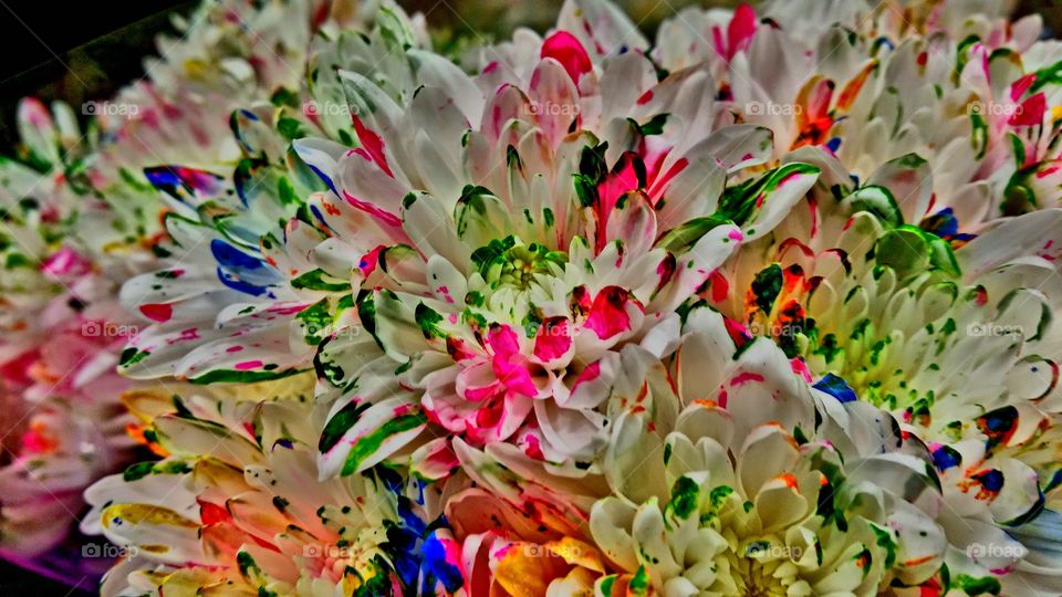 Colorful speckled Carnation's