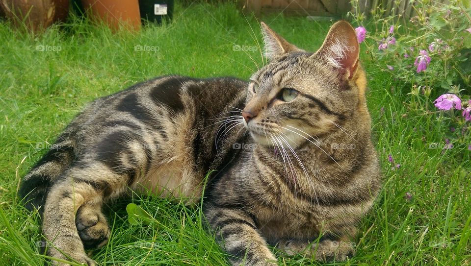 tabby cat sat in grass in summer