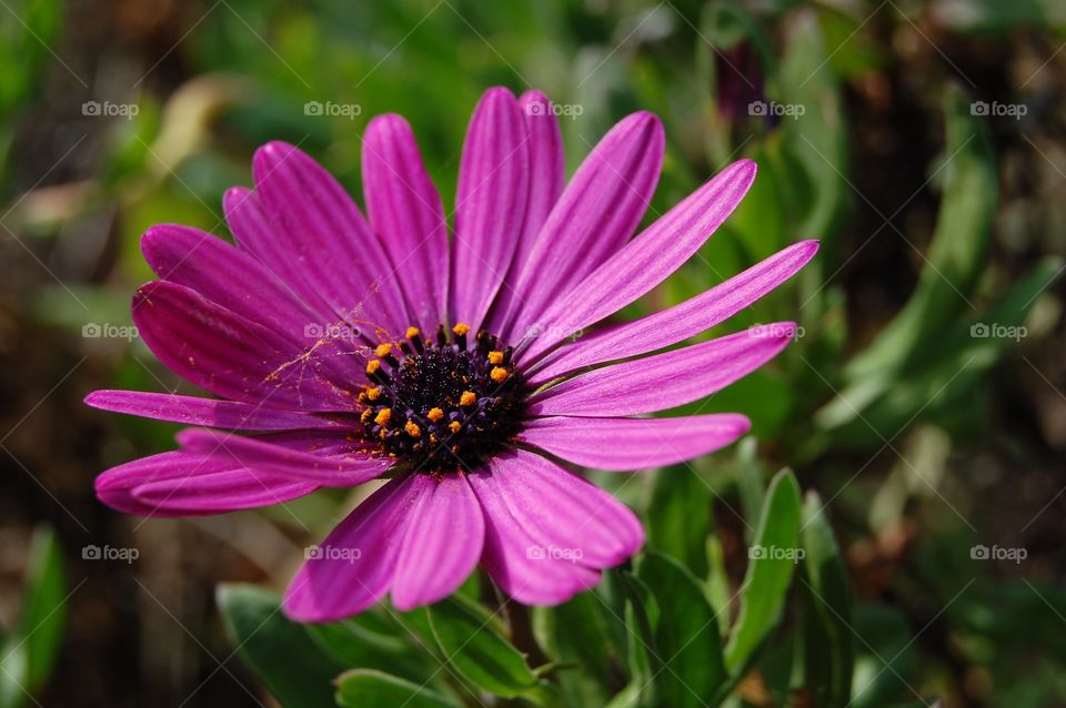 Clase-Up of a pink flower with spiderweb in nature 