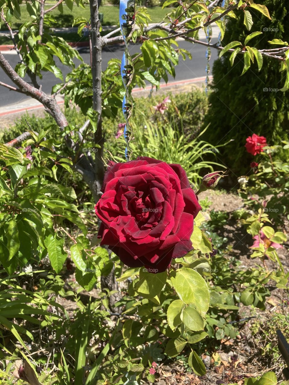 Red rose in summer garden 