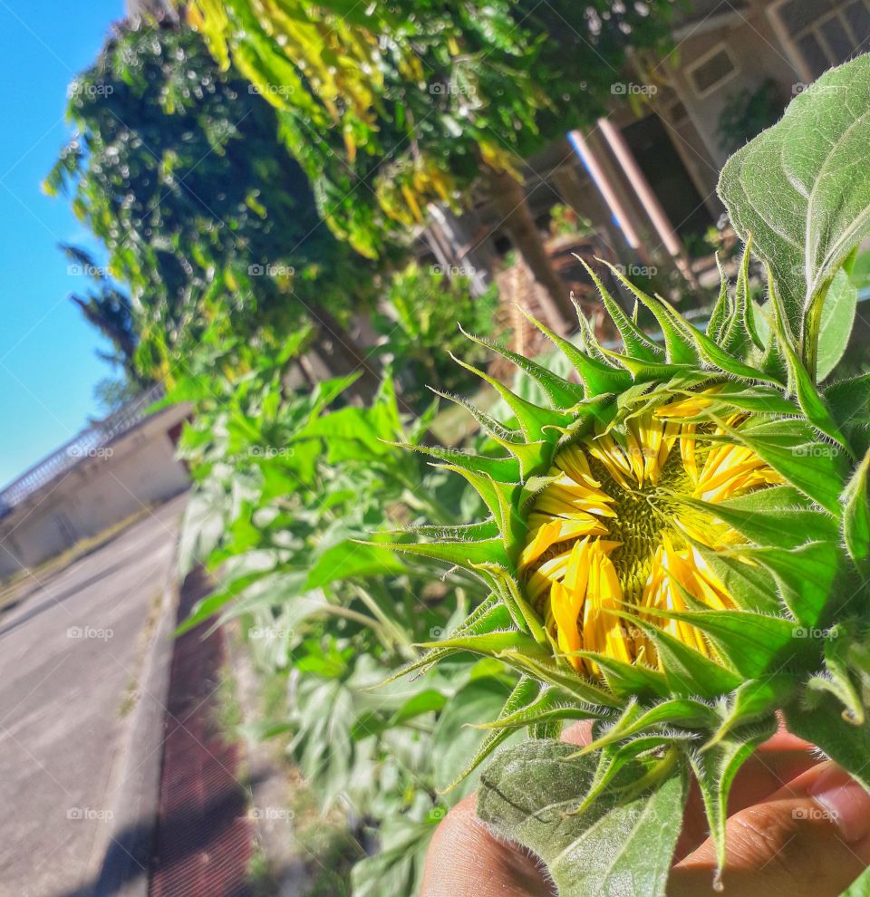A beautiful vibrant sunflower that starting to bloom.