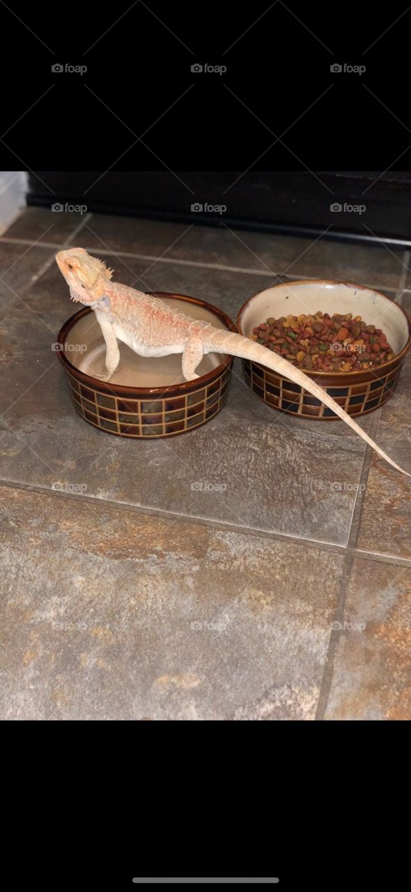 bearded dragon