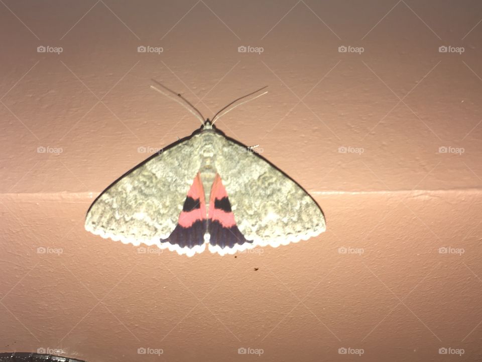 Moth
