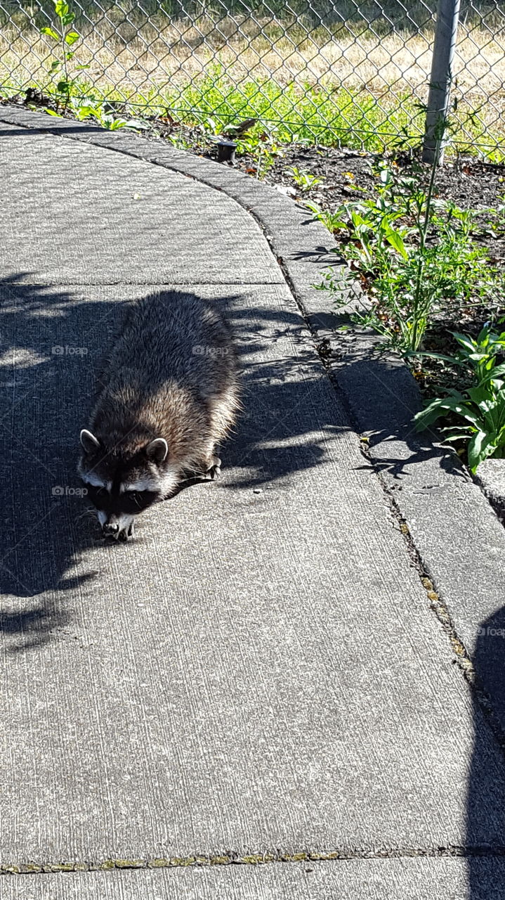 Raccoon wants food