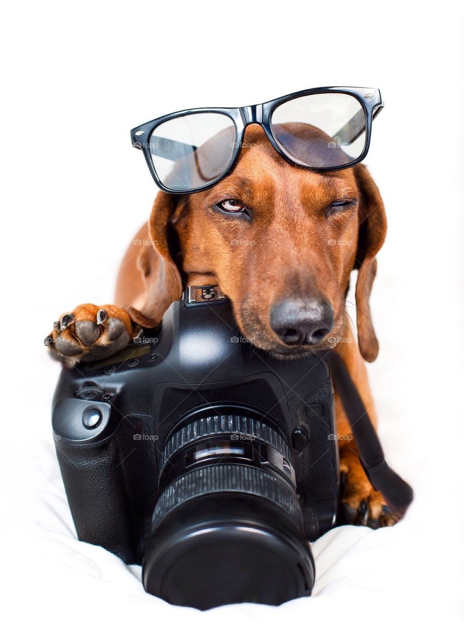 Cute dog with camera