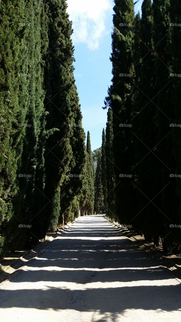 Alhambra Garden, Trees, Museum, Spain
